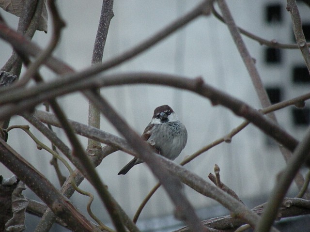 dalla finestra di casa...